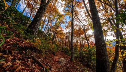 Obraz premium Autumn forest path