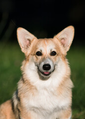 A Pembroke Welsh Corgi dog sits smiling