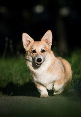 dog is walking down the street