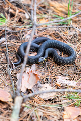 Coiled Black Snake Camouflaged Among Pine Needles