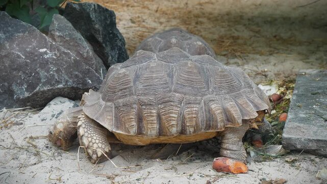 Large tortoise at the zoo. Slow Motion video