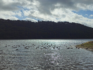 Ducks on Shimmering Lake with Dark Woodland Hills and Cloudy Sky