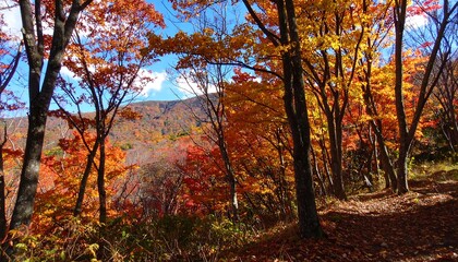 Naklejka premium Autumn forest scene with vibrant colors