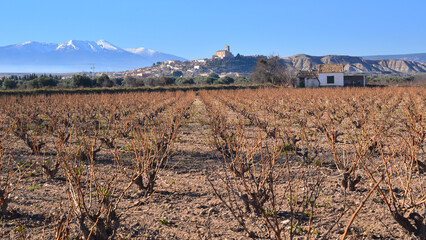 Vineyards of Campo de Borja and Sierra del Moncayo. 