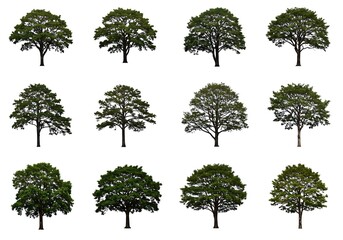Fototapeta premium Twelve different tree silhouettes isolated on white background for design