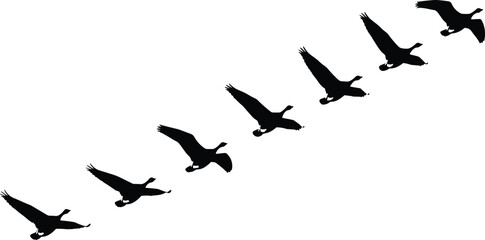 Silhouettes of bird in flight sequence showing wing movement stages, migratory goose flying motion, wildlife nature study, black vector illustration set
