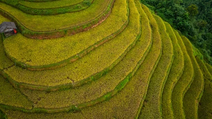 Gordijnen Rijstvelden An aerial view of vibrant golden rice terraces curving across the hills, with small traditional huts nestled in between, showcasing the harmony between agriculture and nature in a lush landscape.  © Narong Niemhom