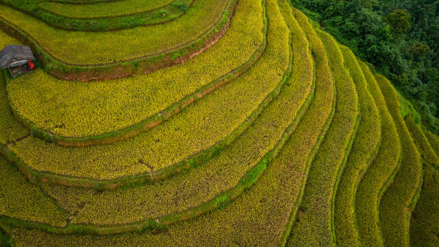 An aerial view of vibrant golden rice terraces curving across the hills, with small traditional huts nestled in between, showcasing the harmony between agriculture and nature in a lush landscape.