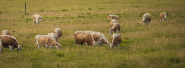 Cows in the field  