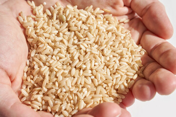 Close up of hands holding organic brown rice grains in sunlight.