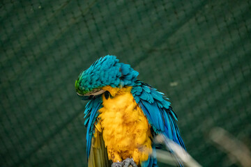 Obraz premium Blue and yellow macaw (Ara glaucogularis) grooming its feathers against a green backdrop