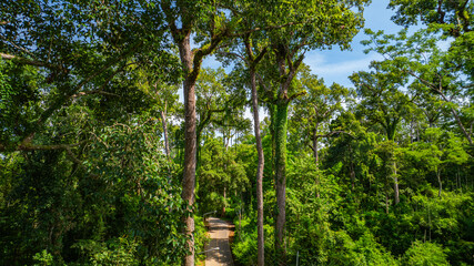 Fototapeta premium An aerial view of a serene road winding through a dense tropical forest, surrounded by towering trees and vibrant greenery under a clear blue sky.
