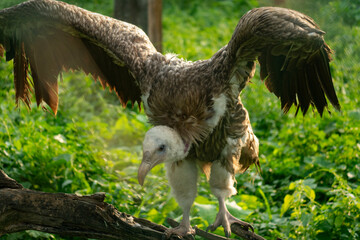 Vulture (Gyps himalayensis) with wings open perched on a branch, surrounded by greenery
