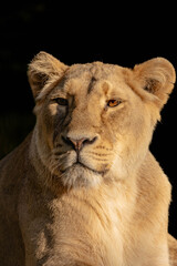 Lion in the setting sun