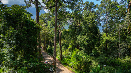 An aerial view of a serene road winding through a dense tropical forest, surrounded by towering trees and vibrant greenery under a clear blue sky.