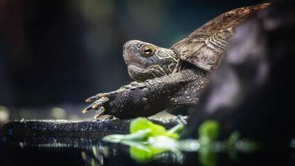 Tortoise keeping warm