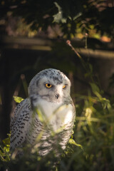 White owl 