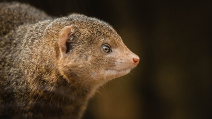 close up of a meerkat