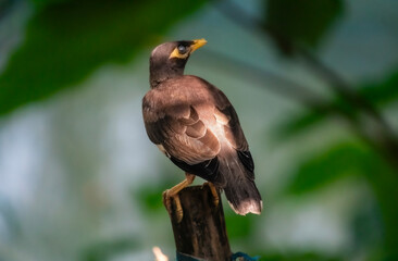 Myna (Acridotheres tristis) bird perched on a branch in a natural green setting