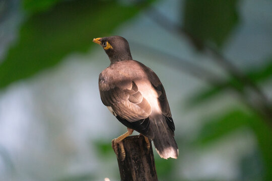 Myna (Acridotheres tristis) perched on a branch with sunlit feathers in a green background