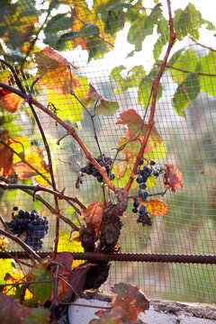 varios racimos de uvas negras  que cuelgan de una parra de hojas doradas