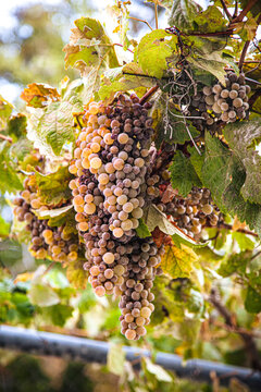 varios racimos de uvas blancas que cuelgan de una parra de hojas doradas