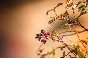 foto artística de una rama con fruto de mora de color rojo púrpura con hojas y fondo difuminado