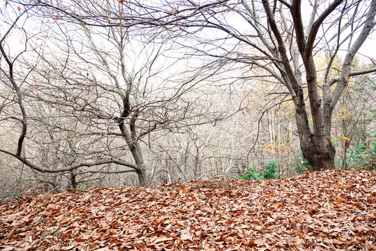 campo de casta&ntilde;os en oto&ntilde;o con las ramas sin hojas que est&aacute;n esparcidas por el terreno
