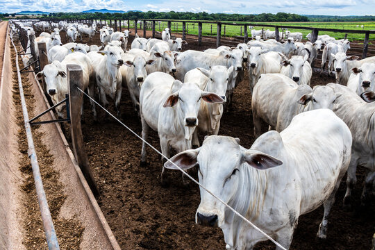 Nelore cattle herd in a Brazilian farm corral. The Nelore breed is known for its adaptability to tropical climates and meat production.