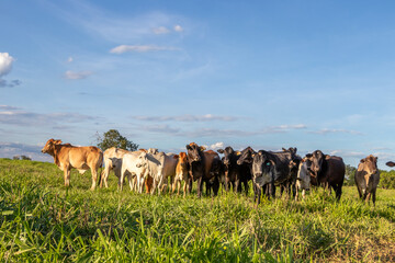 cattle on green pasture