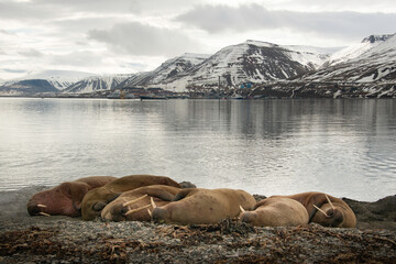 Morse, Odobenus rosmarus, Spitzberg, Svalbard, Norvège