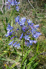 Agapanthus umbellatus , Agapanthe © JAG IMAGES
