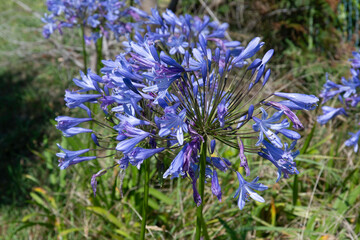 Agapanthus umbellatus , Agapanthe © JAG IMAGES