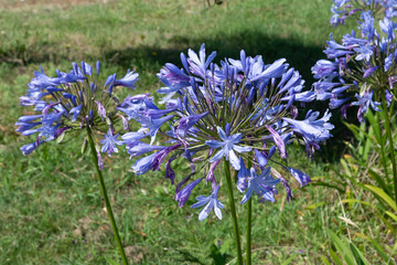 Agapanthus umbellatus , Agapanthe