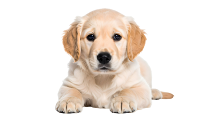Adorable Golden Retriever Puppy Lying Down Isolated on Transparent Background PNG