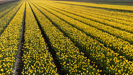 horticulture, tulipe, Mer des Wadden, île de la Frise, Ile Texel, Pays Bas