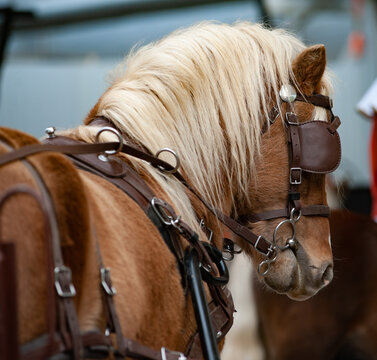 Palomino pony in carriage, portrait
