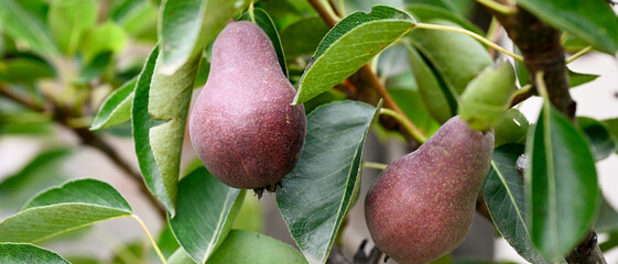 Deux poires Williams rouges bien mûres accrochées à une branche