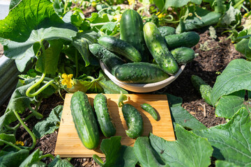 Homegrown cucumbers in basket harvested in organic home garden; cucumber plants in bloom.