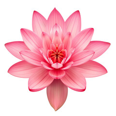 Obraz premium Pink Lotus flower on transparent or white background