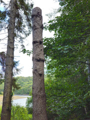 Fototapeta premium Bare Tree Trunk in British Woodland Overlooking River and Green Hills