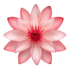 Obraz premium Pink Lotus flower on transparent or white background