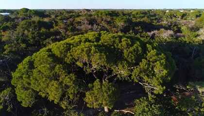 High-angle view of a lush forest canopy