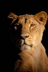 Lion in the setting sun