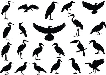 Collection of diverse bird silhouettes in various poses and species isolated on white background