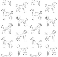 Vector hand drawn sketch doodle outline poodle dog isolated on white background