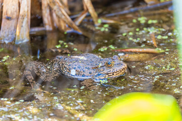 A large green frog sits in the marsh.
