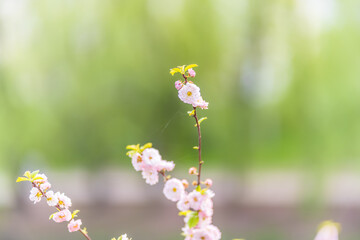 Beautiful Pink Flowers of Prunus triloba, Blossom, pink flowers. Prunus triloba, sometimes called flowering plum or flowering almond, a name shared with Prunus jacquemontii