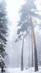 Misty winter forest with snow-covered pines