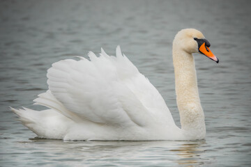 H&ouml;ckerschwan schwimmt im See